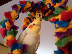 Chippy's New Orbital